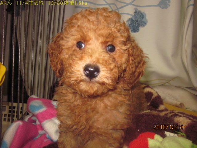 最も好ましい トイ プードル 可愛い 顔 カカウォール