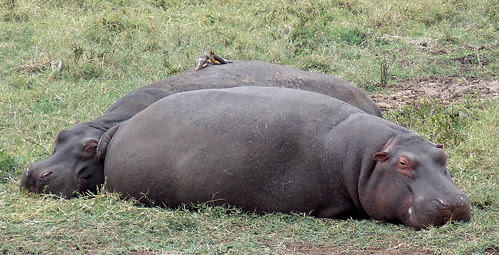 SafariAnimals-144