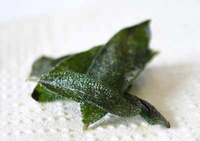 Fried sage leaves
