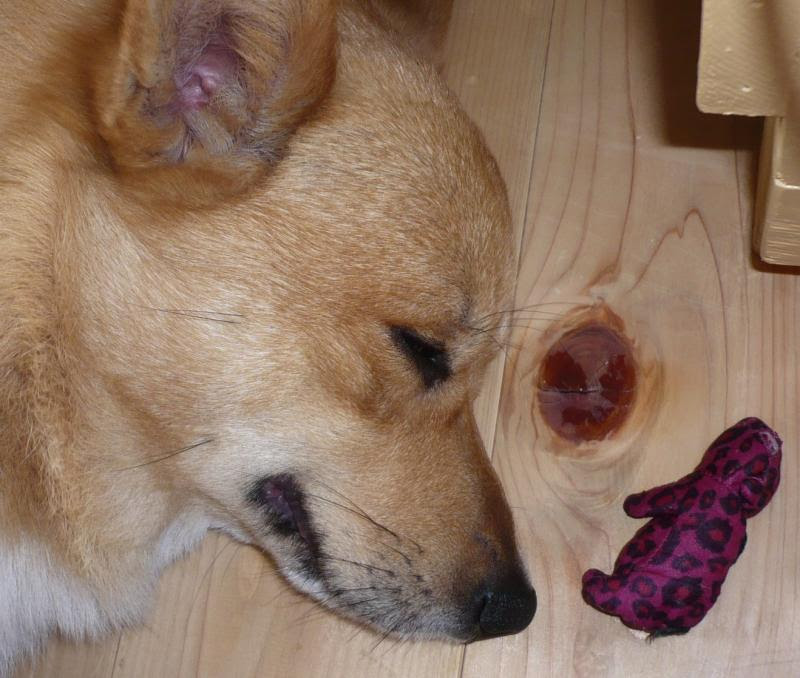我が家の癒し犬 コーギー うめちゃんと一緒