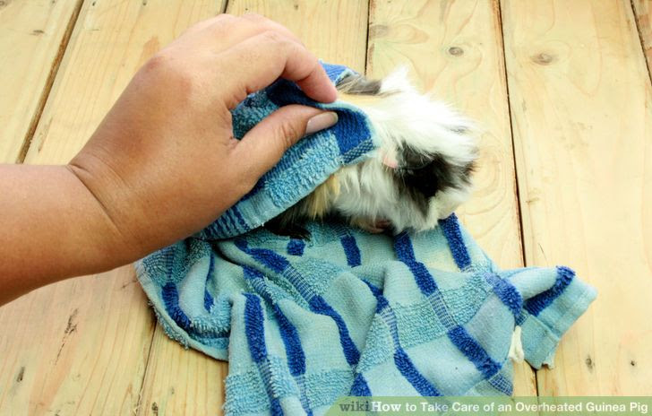 Take Care of an Overheated Guinea Pig Step 2.jpg