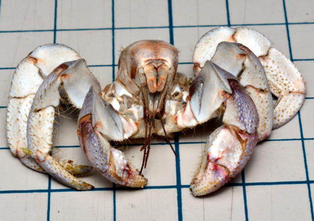 オカヤドカリが脱皮した スクーターで撮り歩き