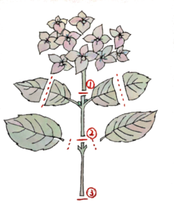 紫陽花の挿し木に最適な時期はいつ 失敗しないための注意点