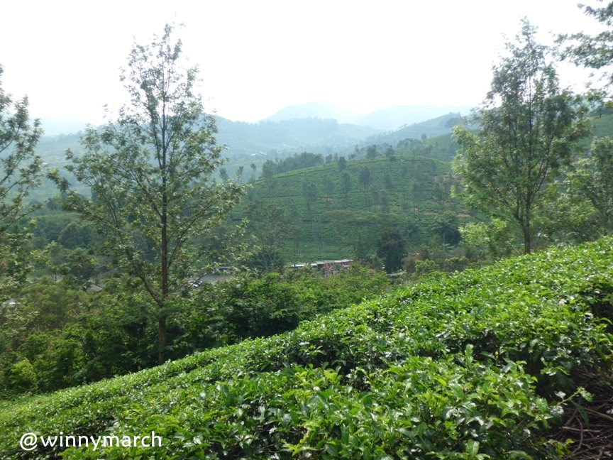pemandangan puncak bogor Foto Dunia Alam Semesta INDONESIA pemandangan puncak bogor Foto Dunia Alam Semesta INDONESIA
