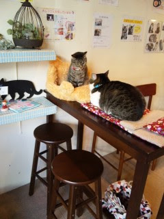 長崎の猫カフェ 猫バカ主任のお気楽にっし