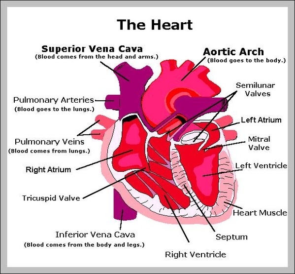 heart parts – Graph Diagram