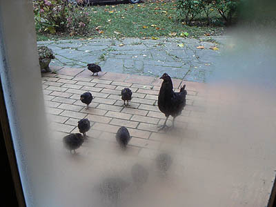 les poules le matin.jpg