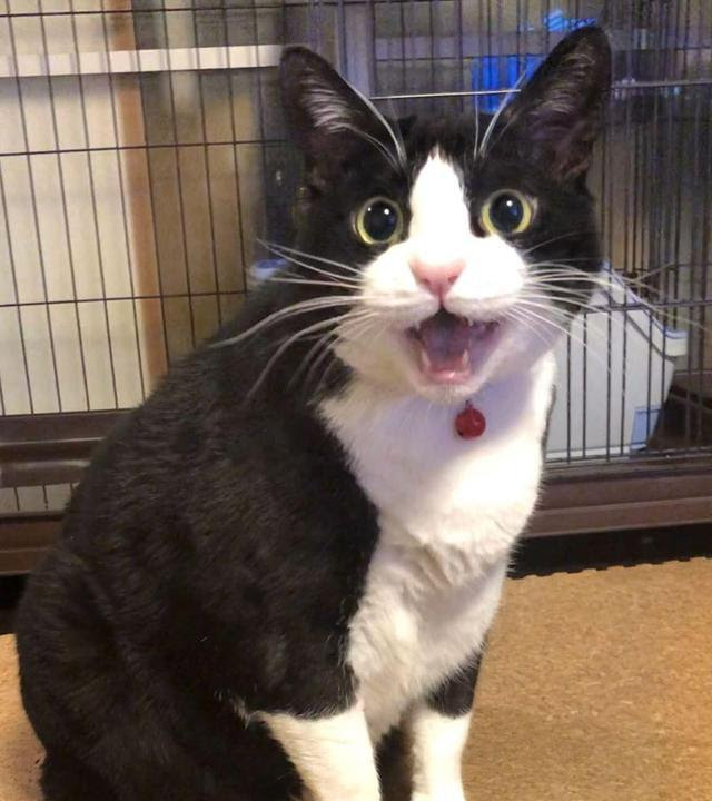 奶牛猫天生大骨架 身高堪比缅因猫 橘猫看了都得说 我服了你 育儿资讯 存满娱乐网
