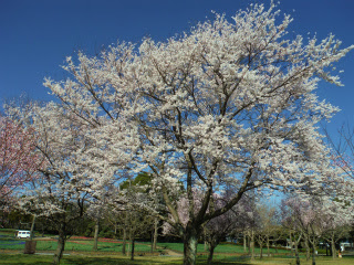 木曽三川公園センター ままずの早咲きの桜が見ごろを迎えました 木曽三川公園スタッフブログ