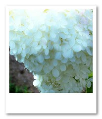 White Hydrangea