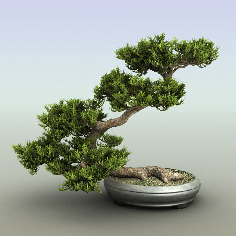 bonsai tree c4d bonsai tree c4d