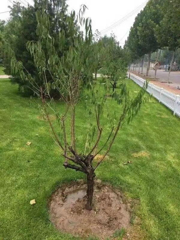 夏季叶片萎蔫 焦边 卷叶怎么办 园林养护 根部施药 萎蔫 复壮 北京园林植保网