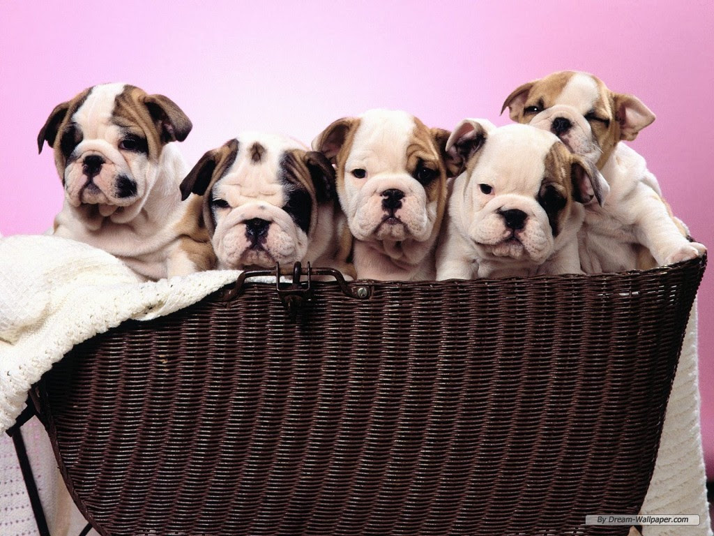 puppy images Dogs Wallpaper Cute Dogs Backgrounds
