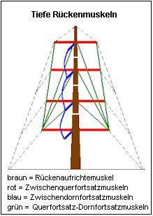 Muskeln Des Ruckens