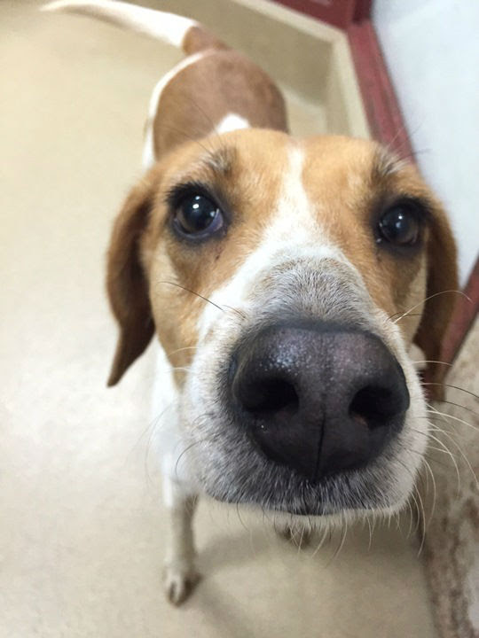 Flood dogs now ready for adoption in Raleigh | abc11.com