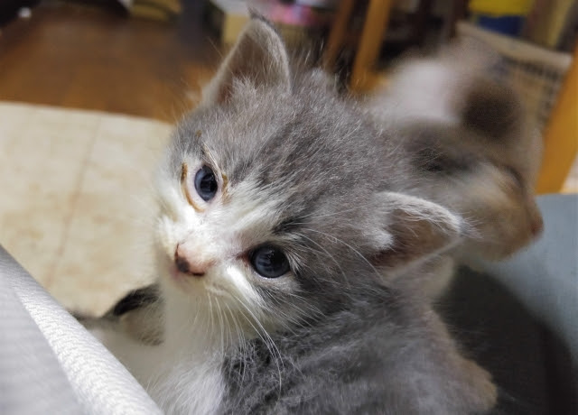 獣医師監修】鼻水や目やにの原因は猫風邪かも！症状・原因から治療法や 