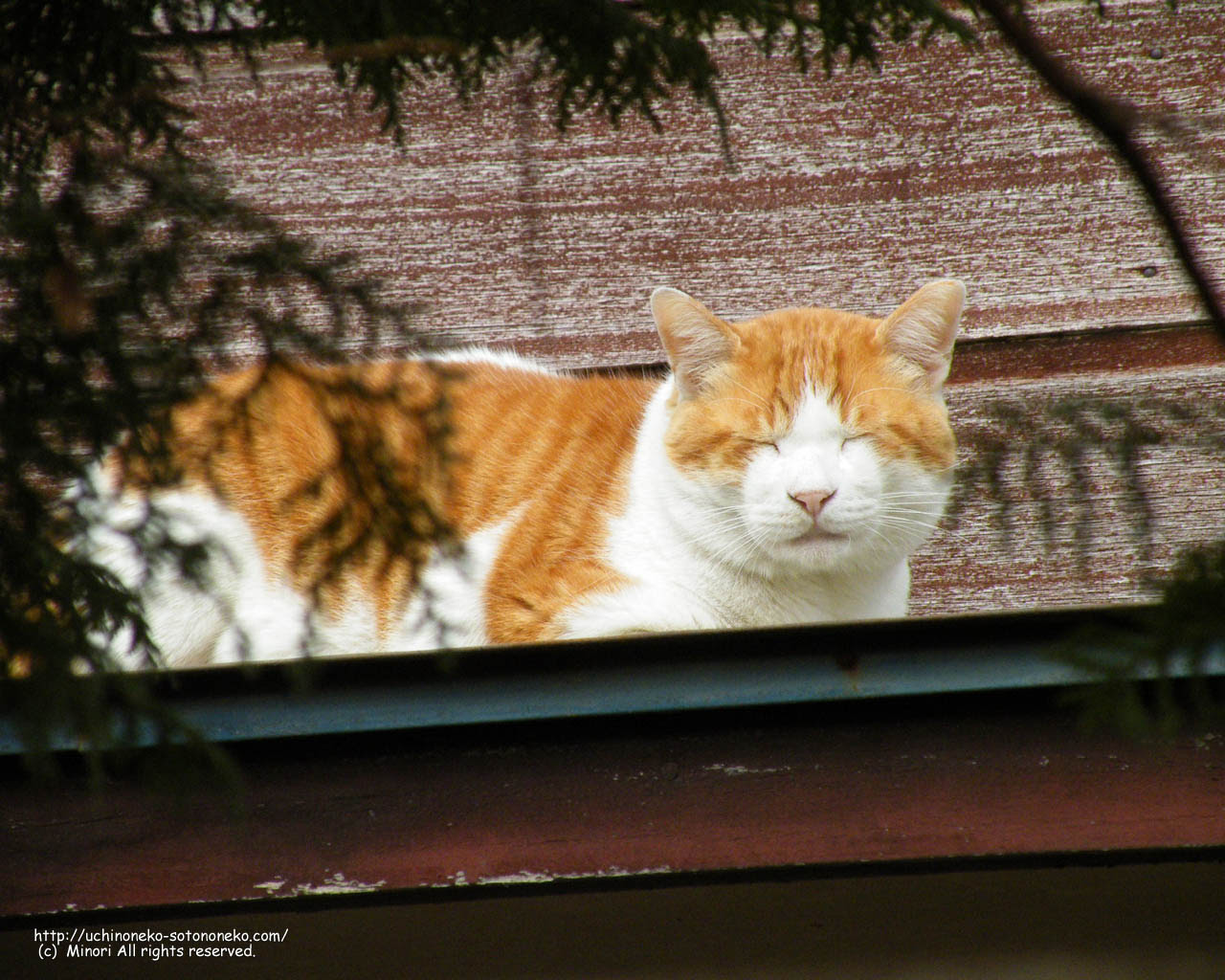 猫壁紙 ポストカード うちの猫 そとの猫