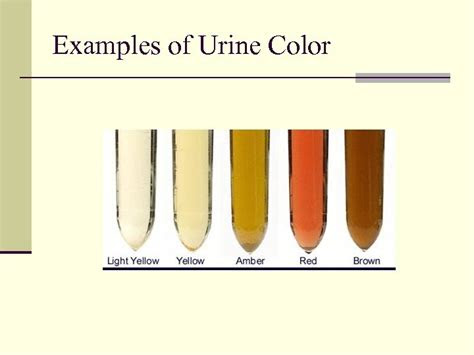  examination of urine terry kotrla ms mt ascp professor