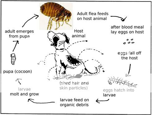 http://i623.photobucket.com/albums/tt314/gfpuppyhousekennel/blogspot/fleas%20n%20ticks/Fleas.jpg