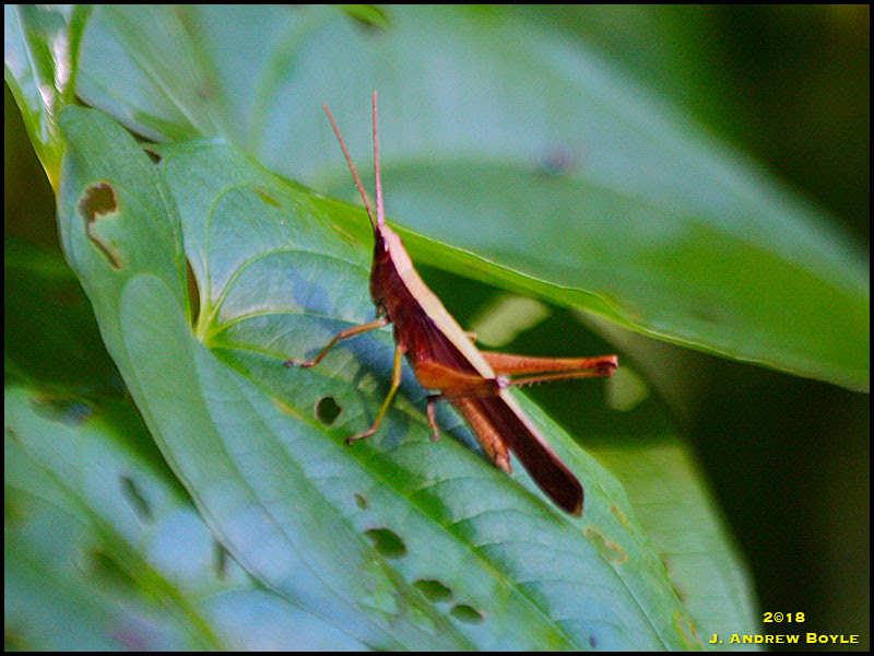 Grasshopper