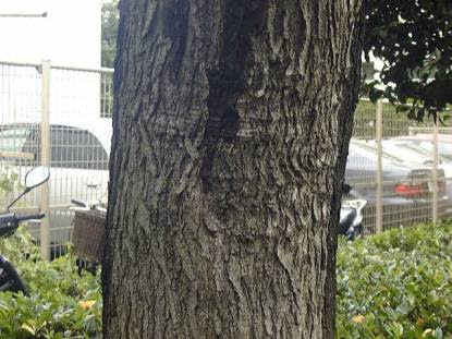 樹木図鑑 ナンキンハゼ