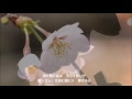 コンプリート！ 花のかん��し 石原裕次郎 944125-花の��んざし 石原裕次郎