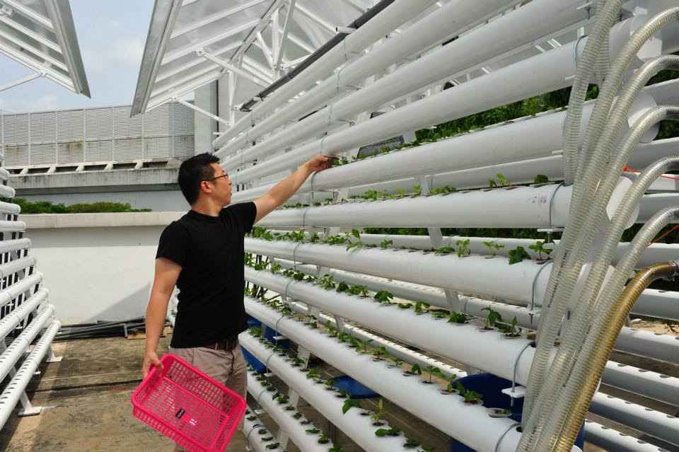 Singapore’s ComCrop rooftop urban farm is thriving! Tucked away in 