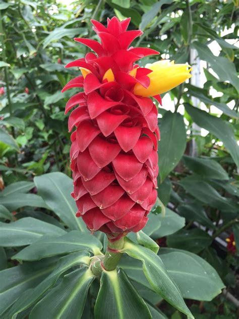 The plant hardiness zone map is a guide that will let you know what types of plants can grow in your climate. Spiral Ginger (Costus barbatus) - Garden.org