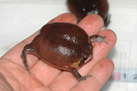 両生 爬虫類etcのお店 Pumilio プミリオ のニュ ス 13年3月