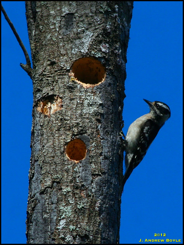 Downy Woodpecker