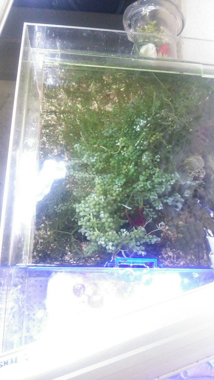 かんたんそうで海ぶどう 水槽紹介 海水魚のパイオニア 日海センター 日海フィッシュコム