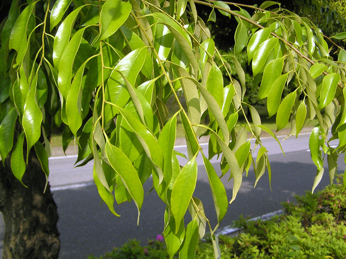 スダジイ 植物写真鑑