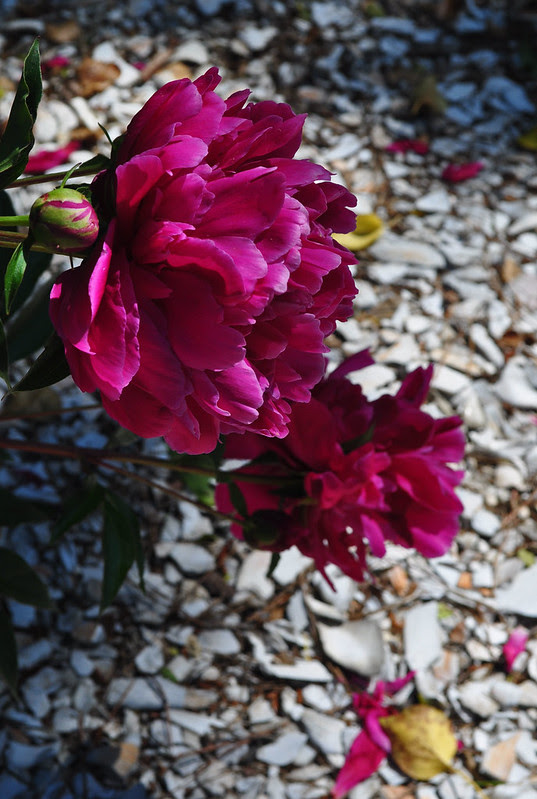 Kerr Place - Peony