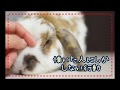 ++ 50 ++ うさぎ 懐く 行動 323640-うさぎ 懐く 行動