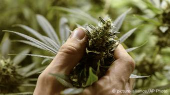 Uruguay Marihuana Legalisierung