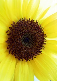 ヒマワリは花の集合体 まったり ほっこり