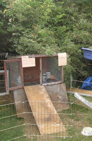 Raising Chickens 2.0: No More Coop and Run!