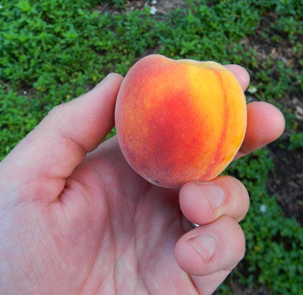 Update On Growing Peaches From Seed The Survival Gardener