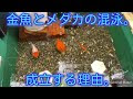 [10000印刷√] めだか 混泳 172005-メダカ 混泳 ヒーターなし
