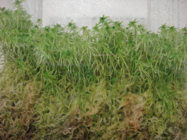 水苔パラダイス 植物部ブログ