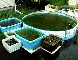ｅｖｅｒｇｒｅｅｎ 屋外飼育の歴史