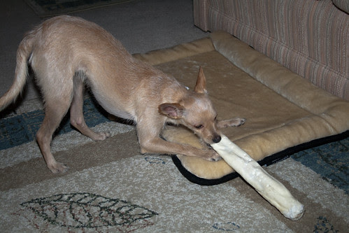 toy animals