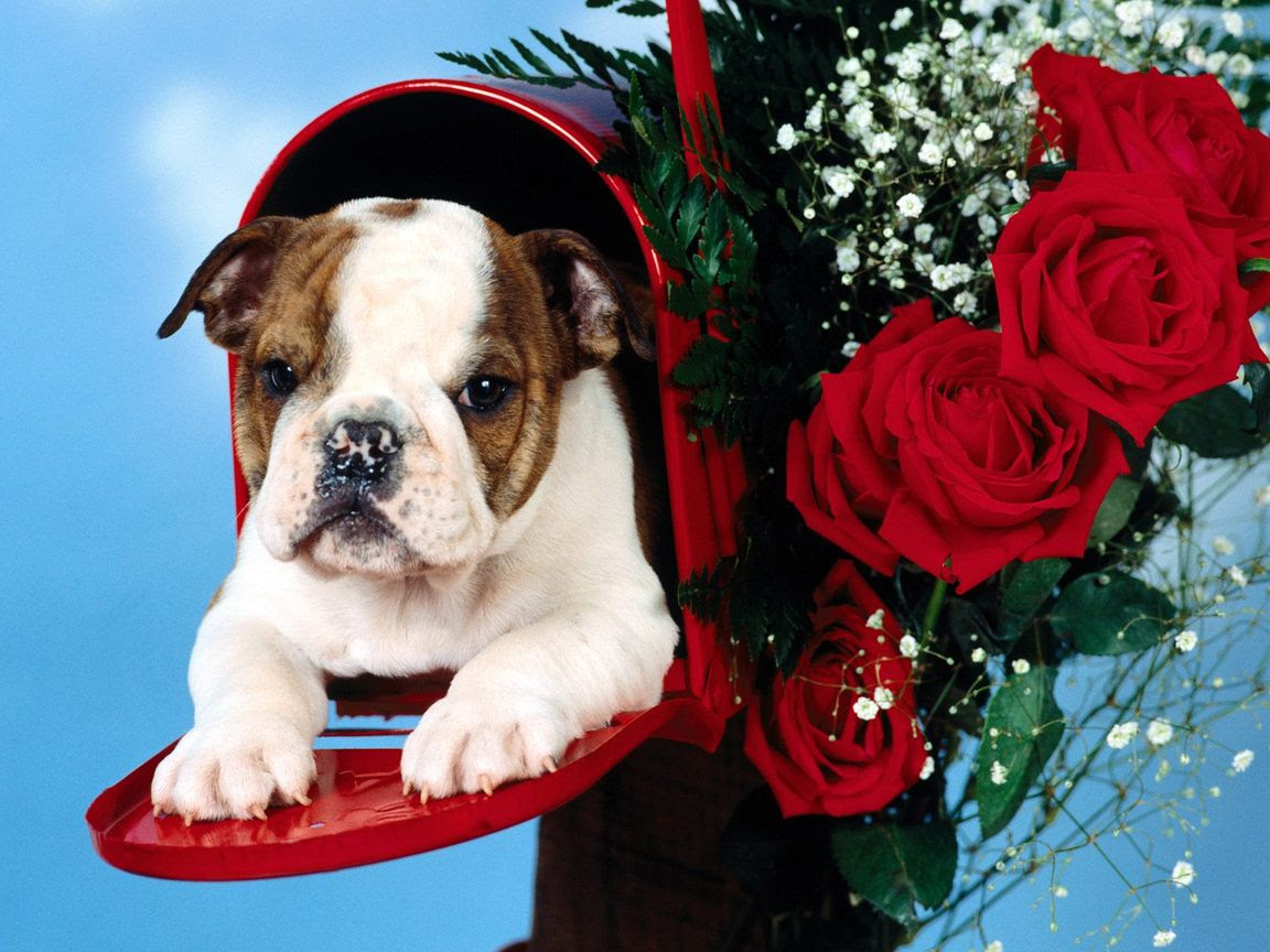 Puppies Wallpapers Beautiful Dogs Wallpapers