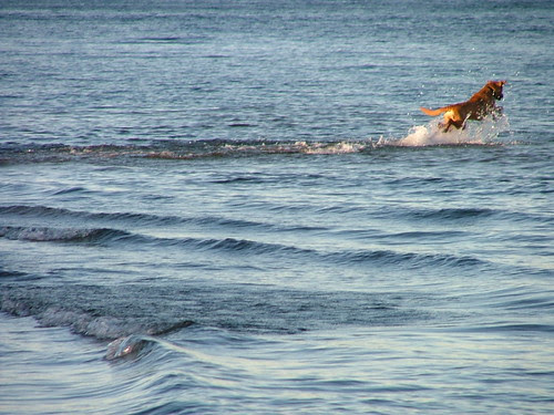 flying dog