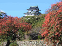 泰元旅行社 秋楓專區