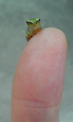 ラブなフロッグ 可愛いカエルの写真のまとめ