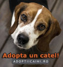 Adopta un catel!