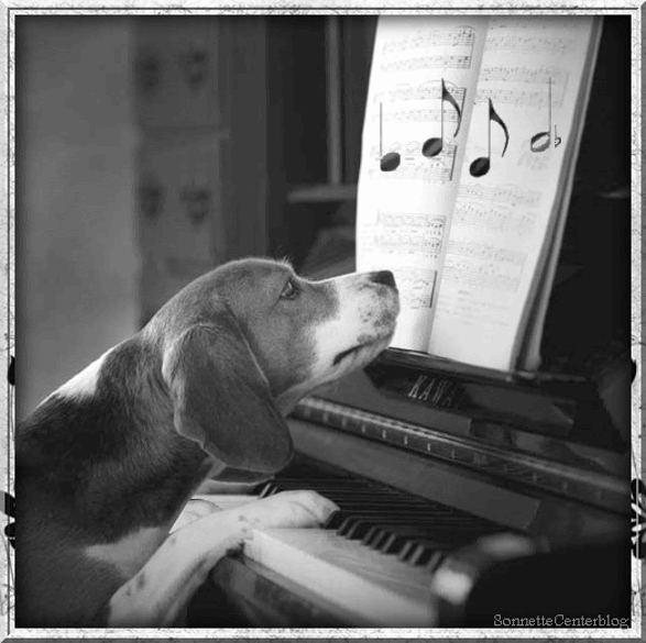 Gifs Animes Animaux