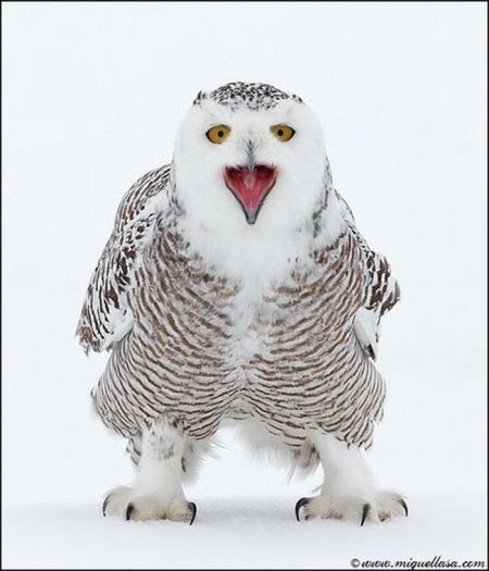 Awesome Pictures (90 pics)