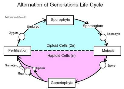Introduction to Plant Lifecycles